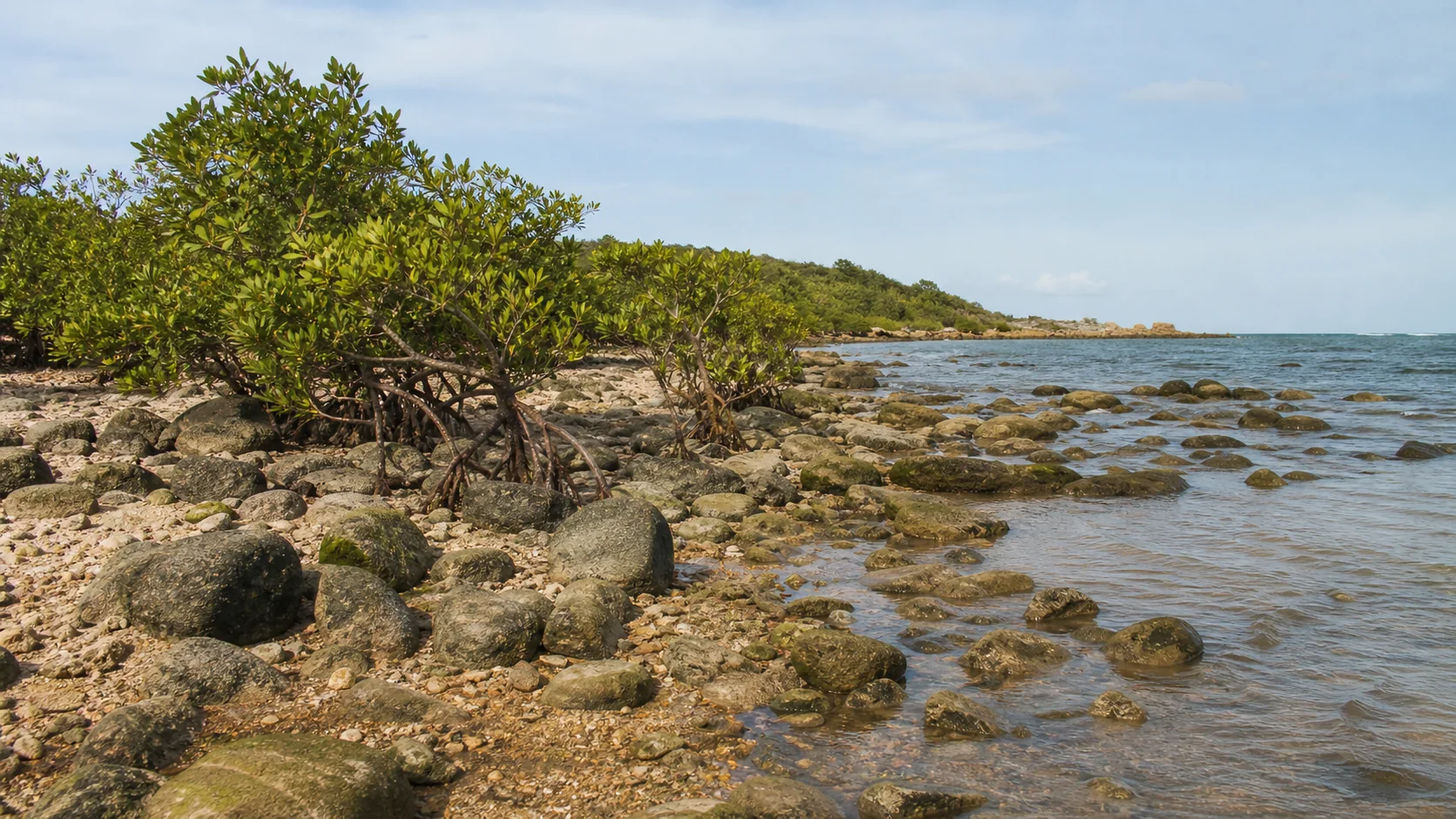Mangue de Pedra